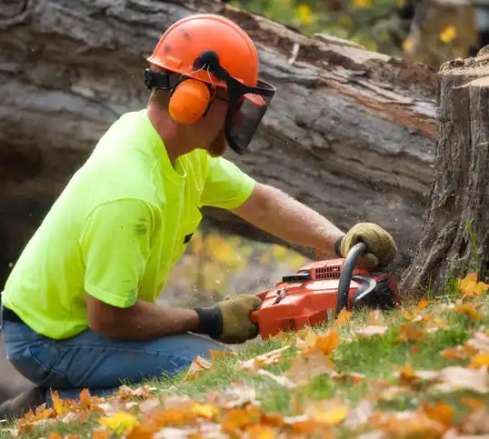 tree services Moorestown-Lenola